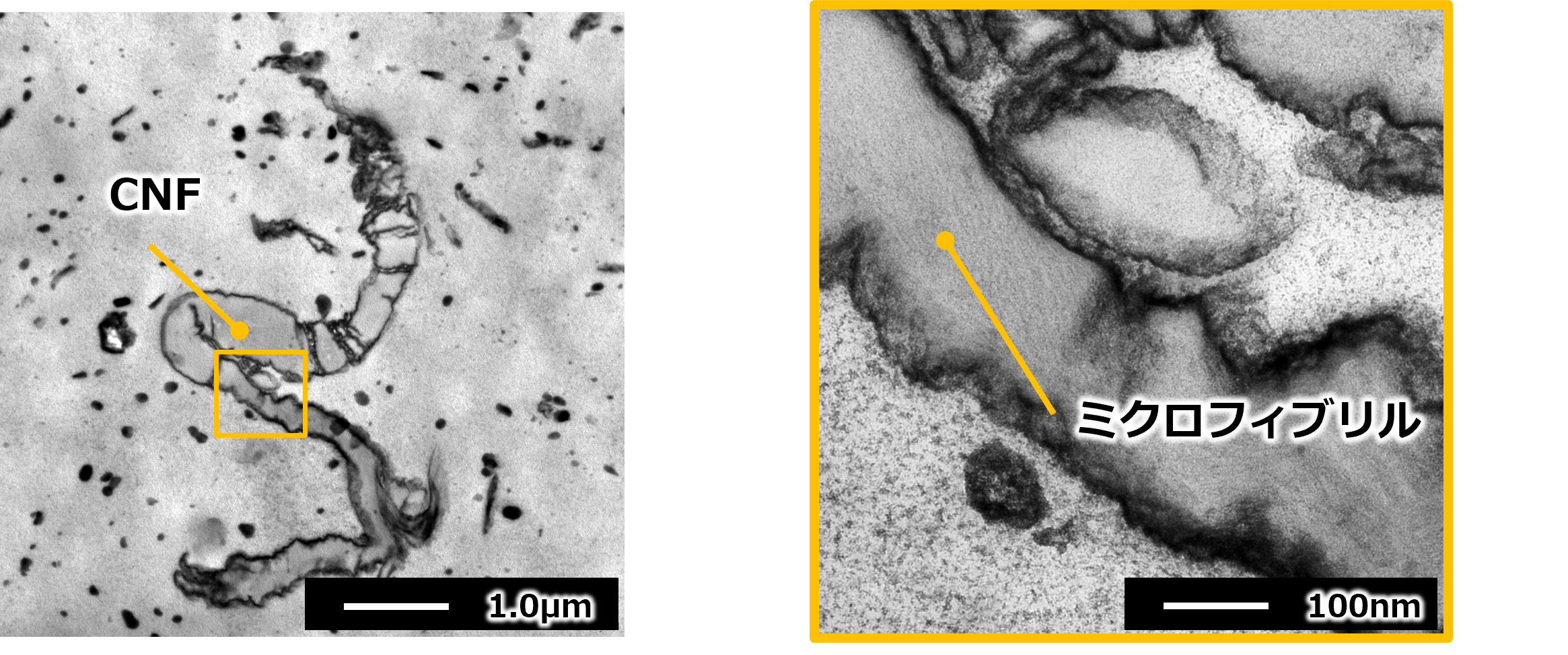 CNF(セルロースナノファイバー)観察事例